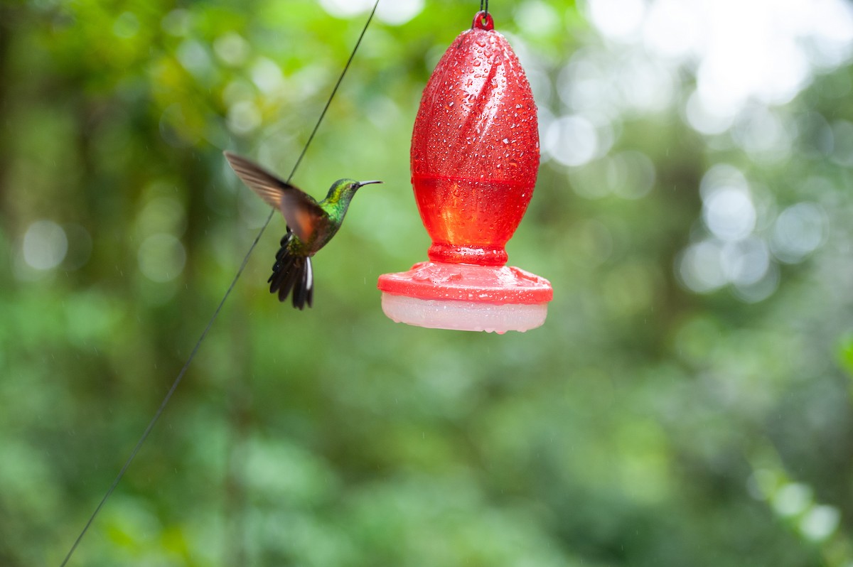 Stripe-tailed Hummingbird - ML647000794