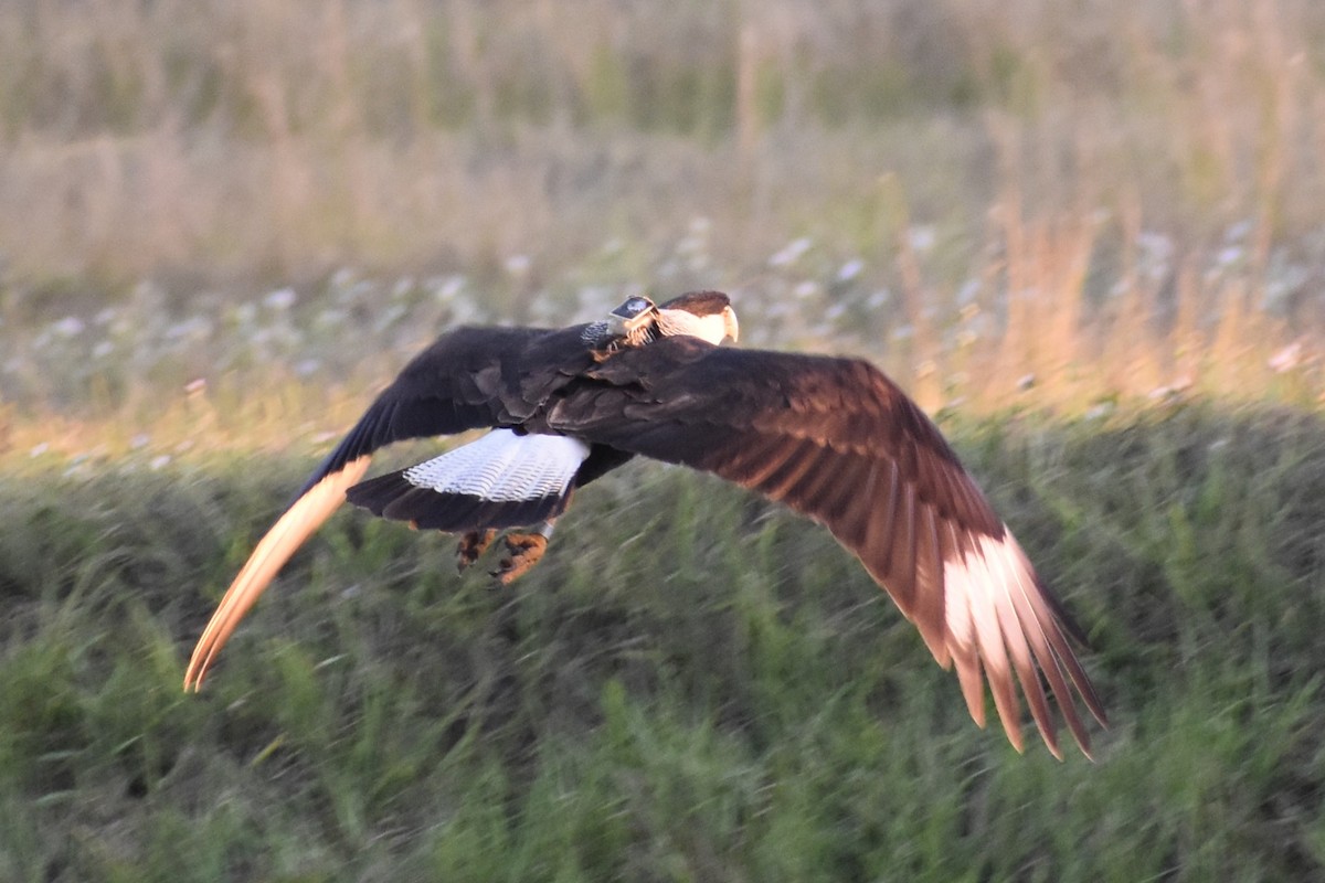 Crested Caracara - ML647000796