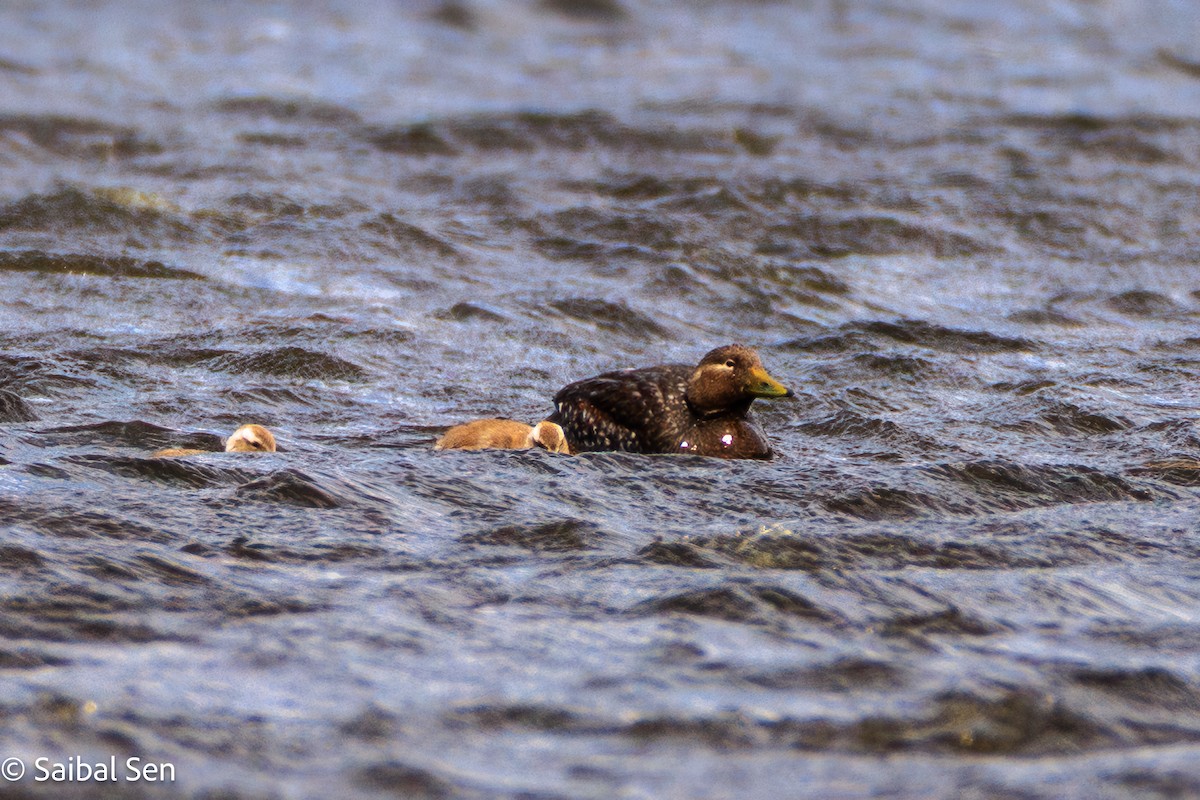 Flying Steamer-Duck - ML647000797