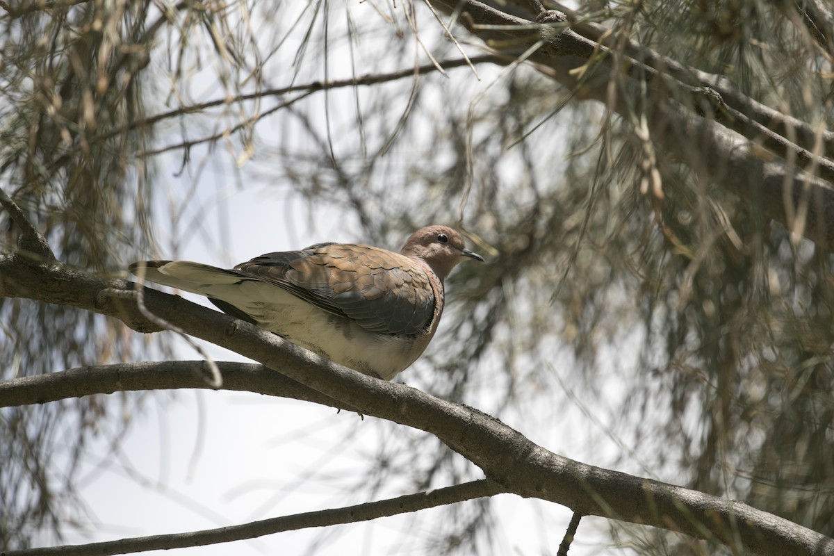 Tórtola Senegalesa - ML647000798