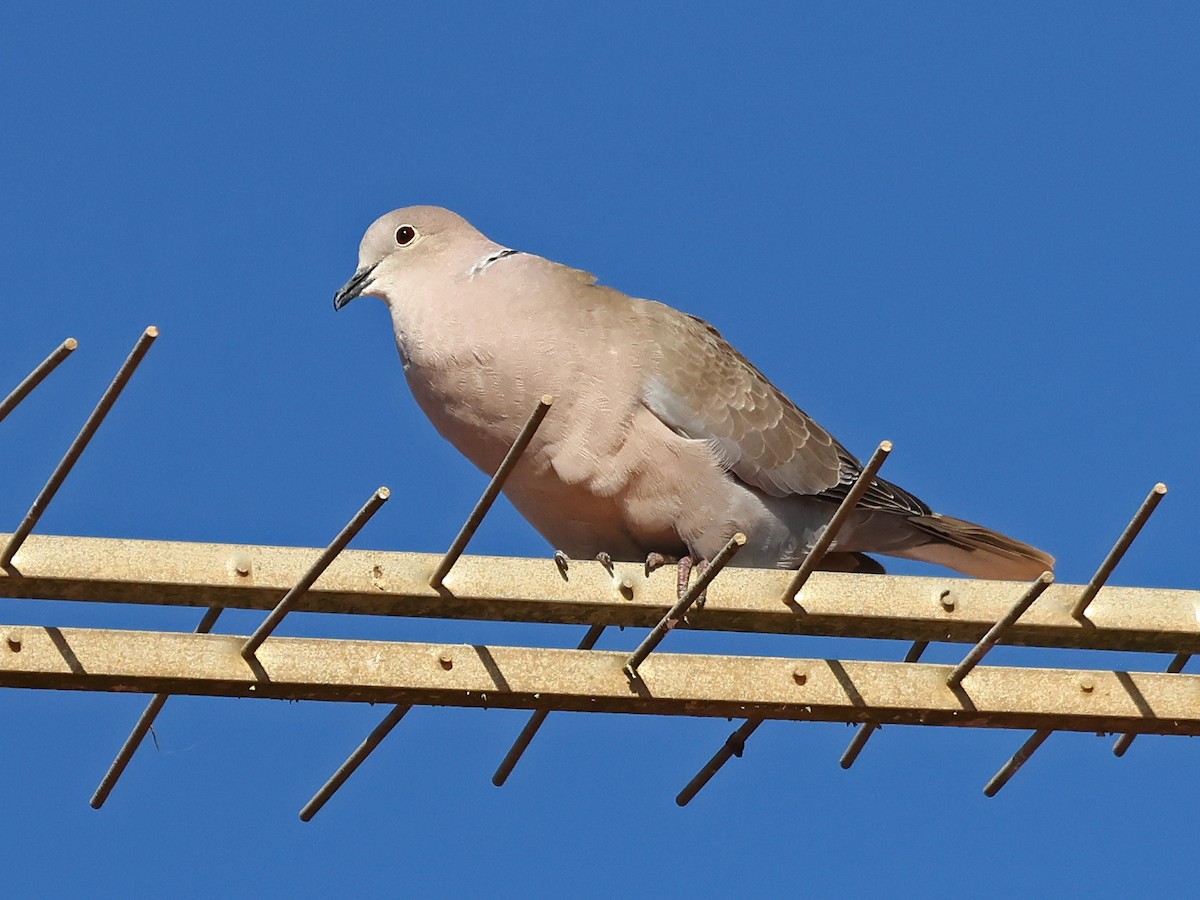 Eurasian Collared-Dove - ML647000801