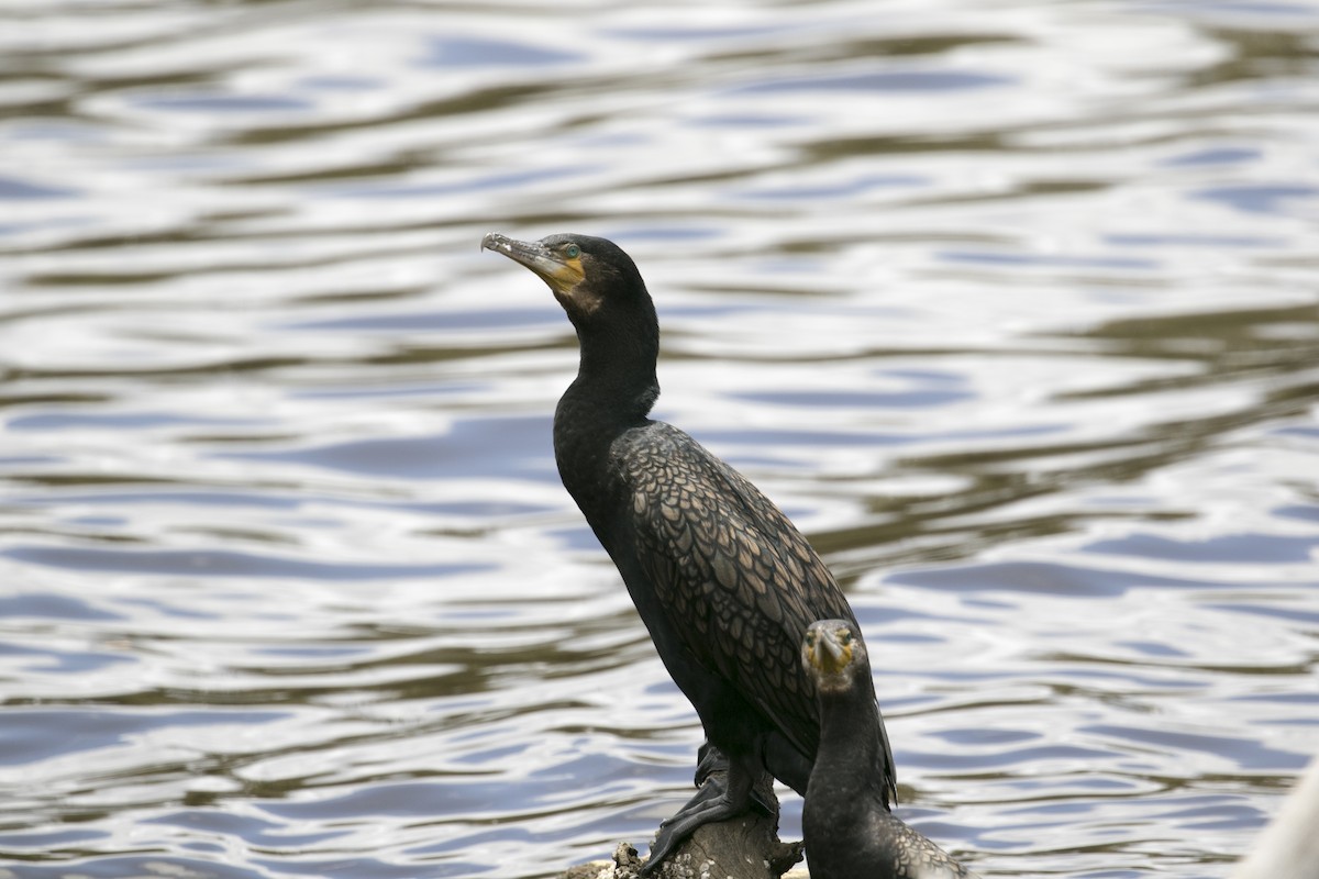 Cormorán Grande (Australiano) - ML647000803