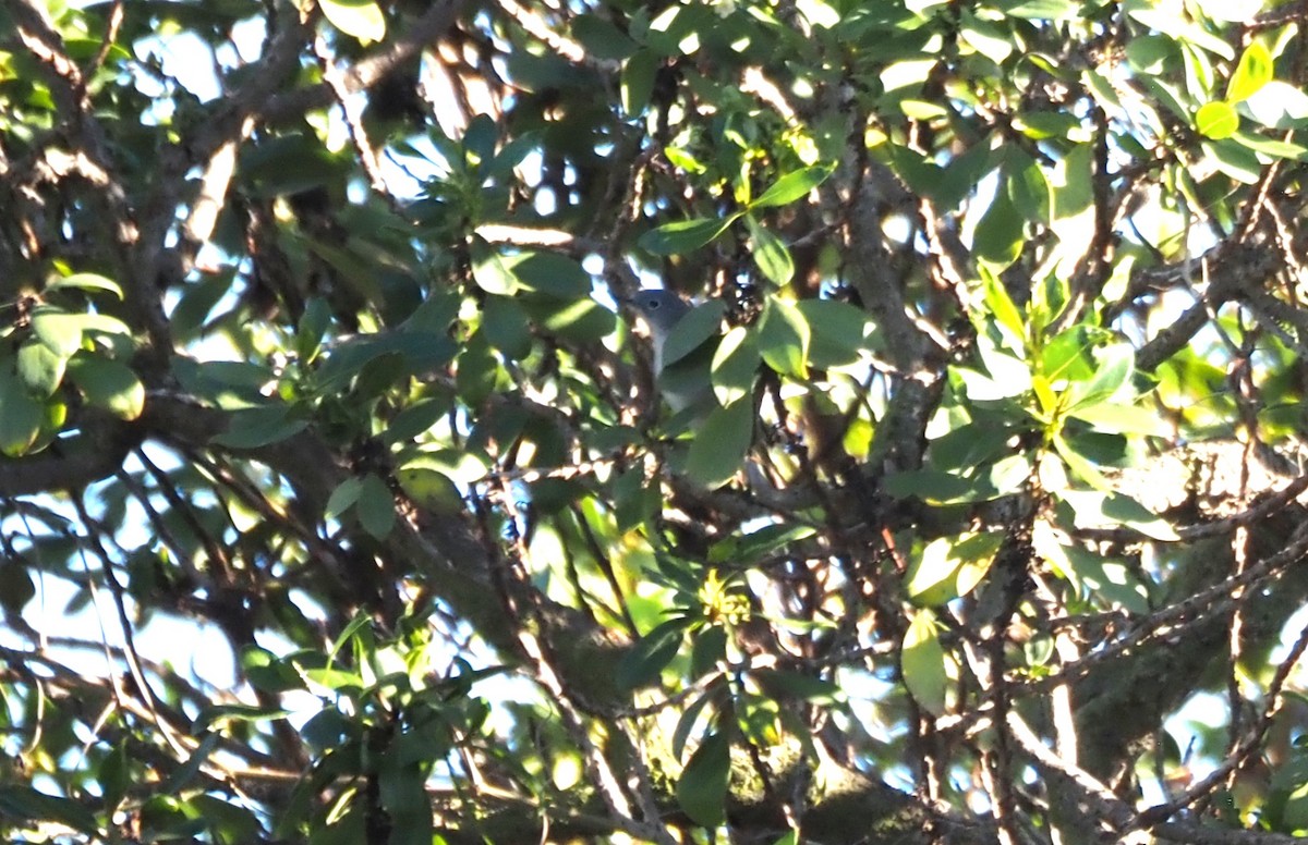 Blue-gray Gnatcatcher - ML647000804