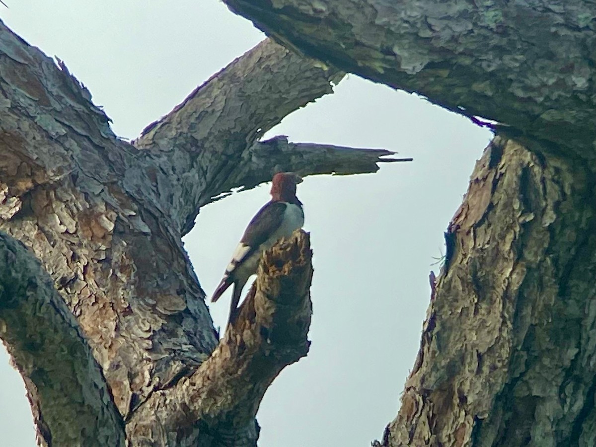 ズアカキツツキ - ML647000805