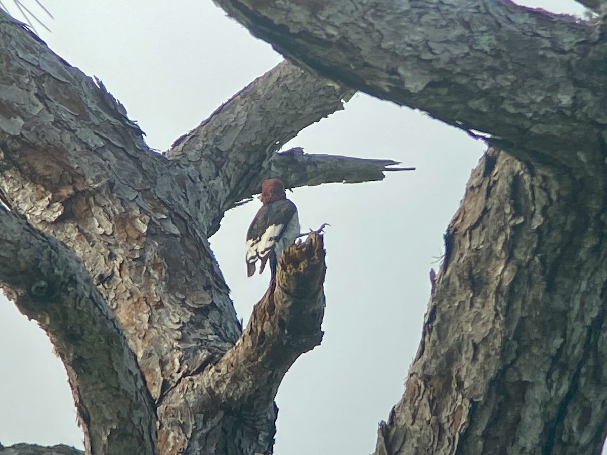 ズアカキツツキ - ML647000806