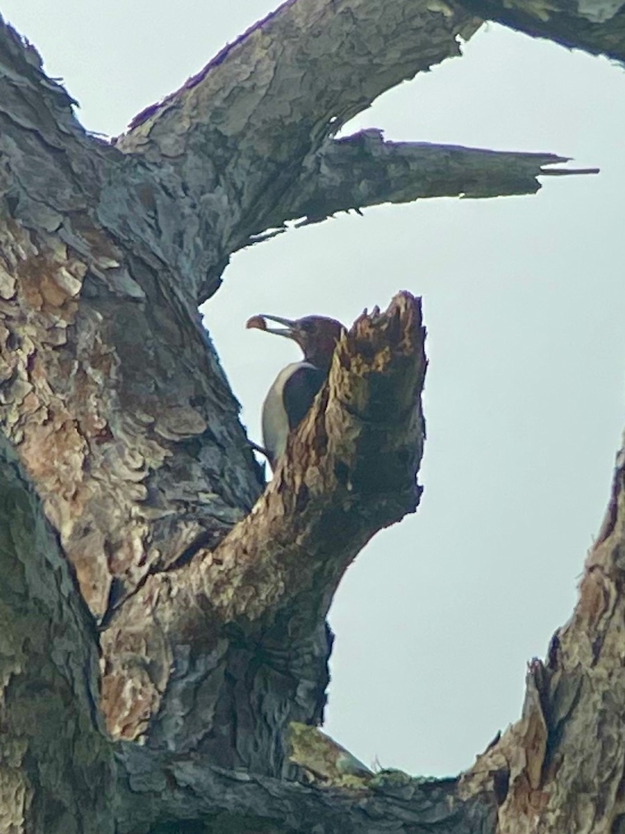 ズアカキツツキ - ML647000807