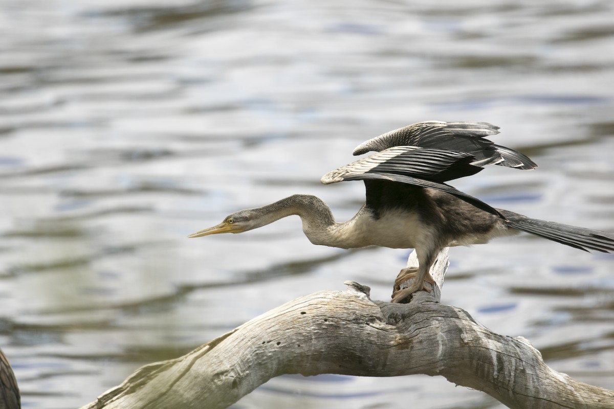 Anhinga Australiana - ML647000808