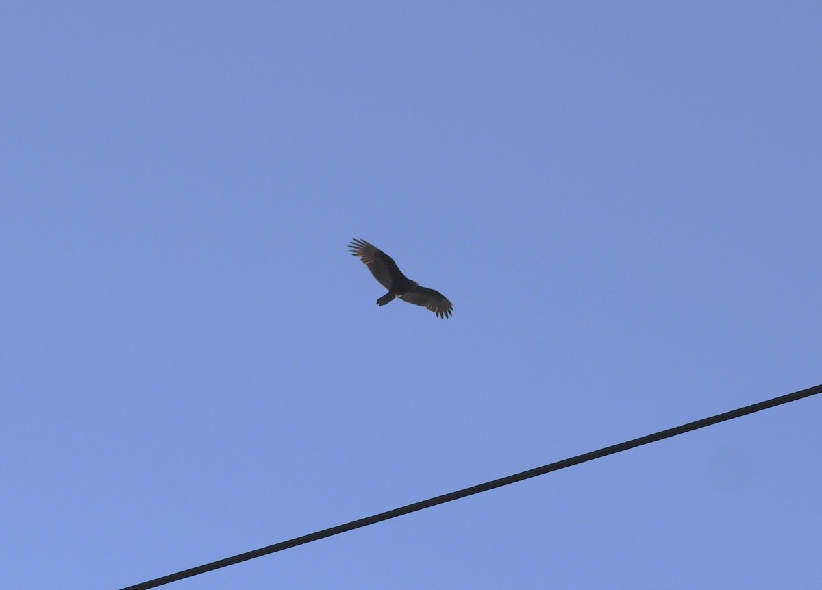 Aura Gallipavo - ML647000812