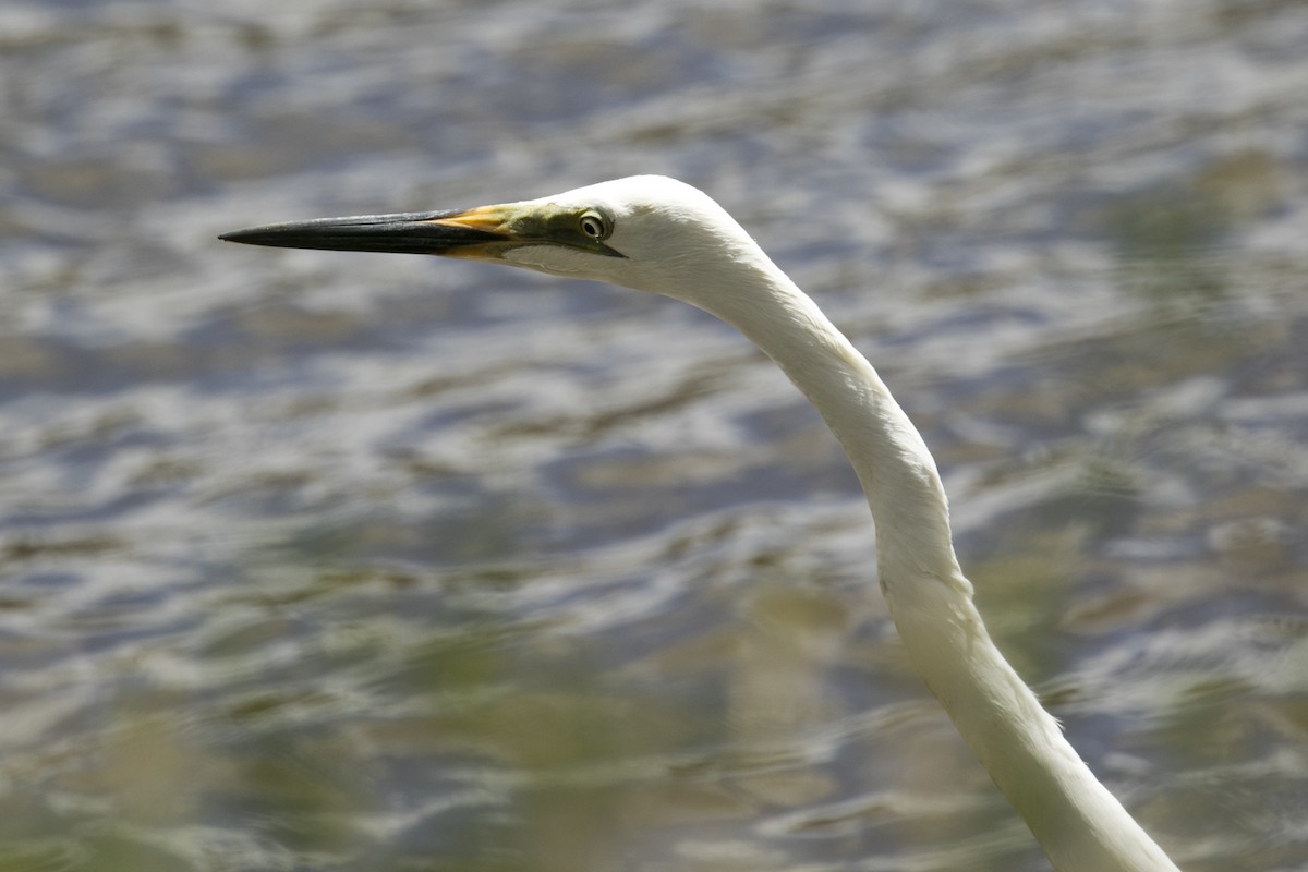 Garceta Grande - ML647000813