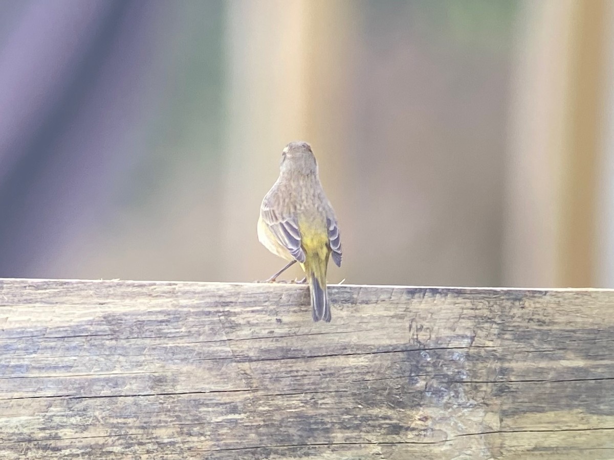 ヤシアメリカムシクイ（palmarum） - ML647000816