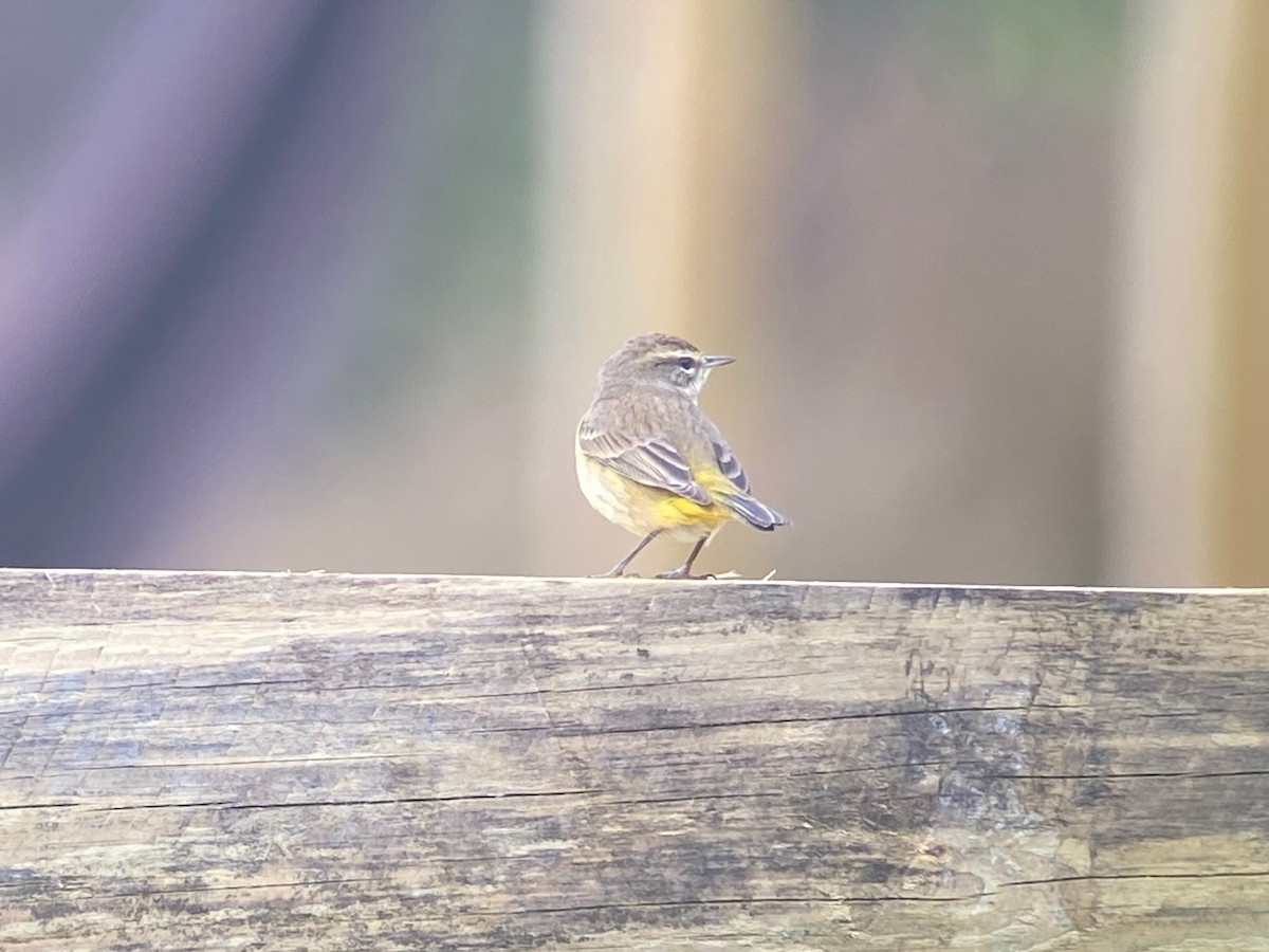 ヤシアメリカムシクイ（palmarum） - ML647000817