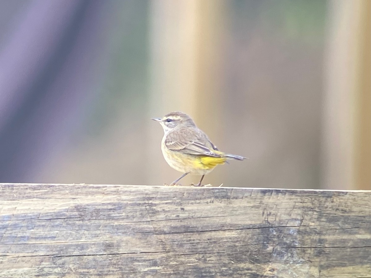 ヤシアメリカムシクイ（palmarum） - ML647000818