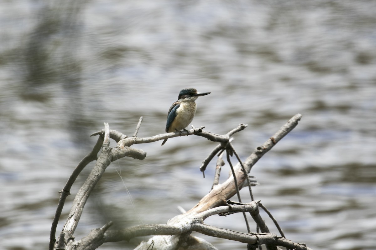 Alción Sagrado (Australasia) - ML647000820