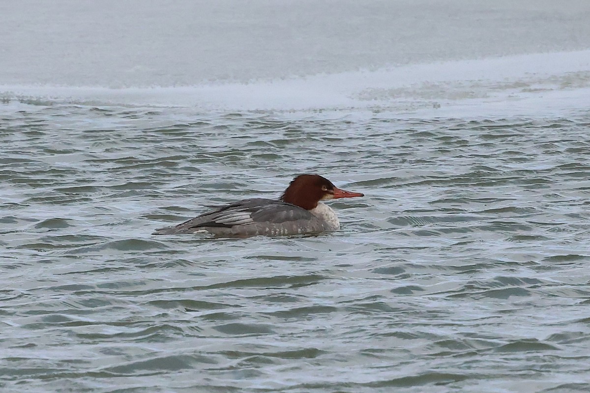 Common Merganser - ML647000821