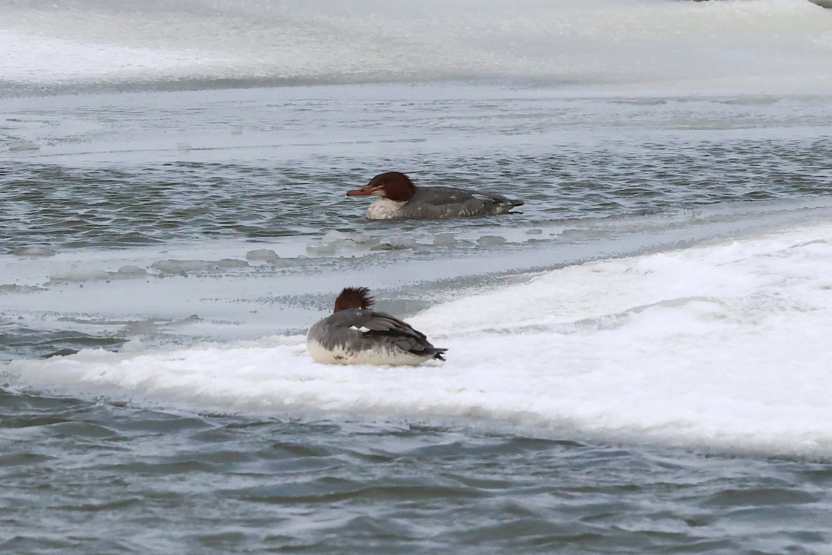 Common Merganser - ML647000822
