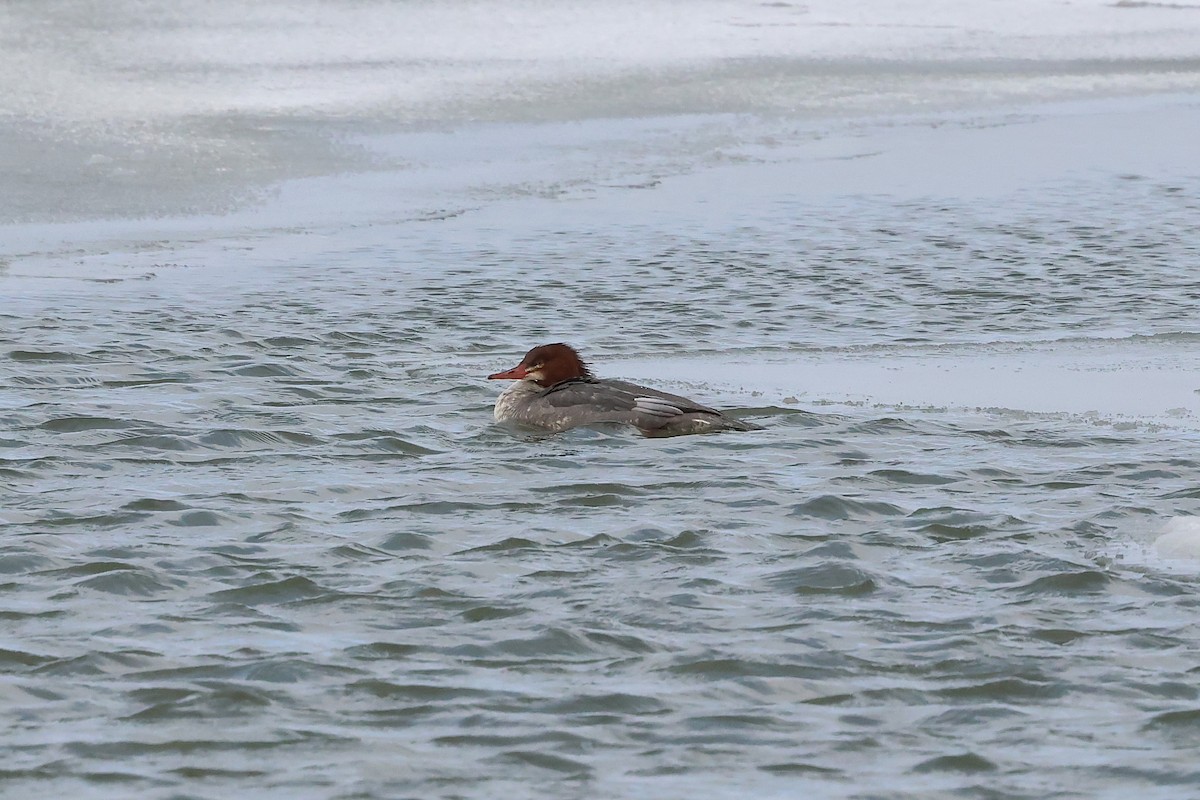 Common Merganser - ML647000823