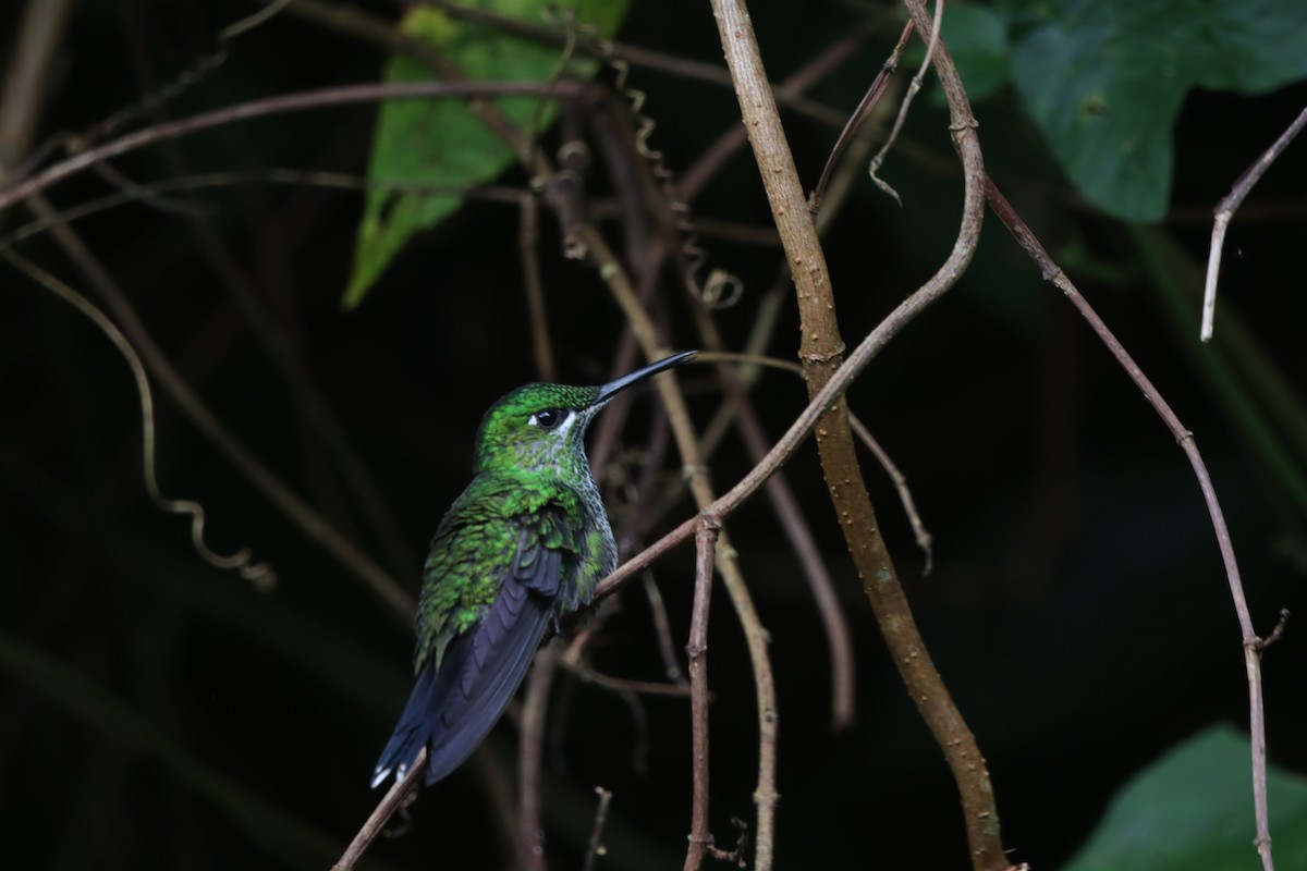 Green-crowned Brilliant - ML647000826
