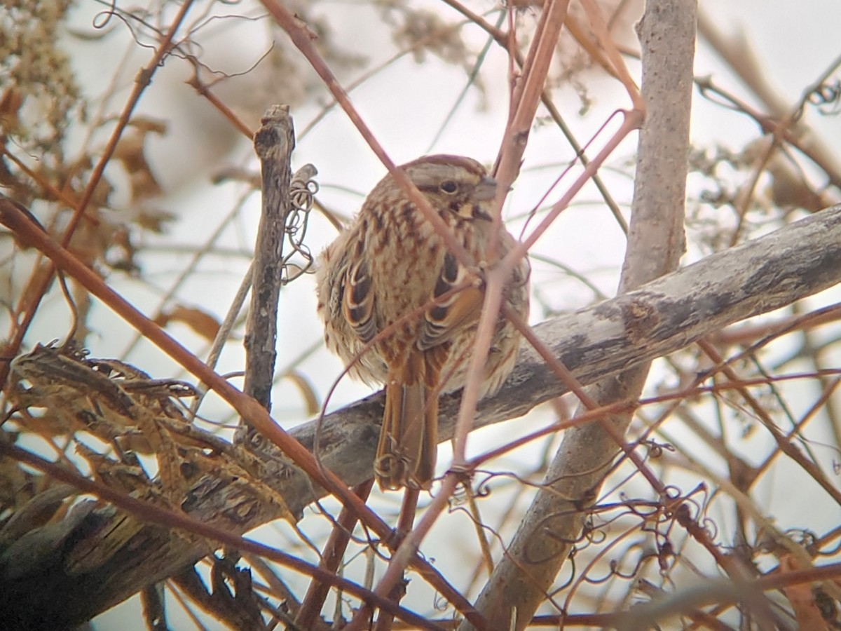 Song Sparrow - ML647000827