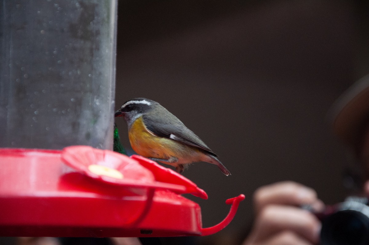 Sucrier à ventre jaune - ML647000829