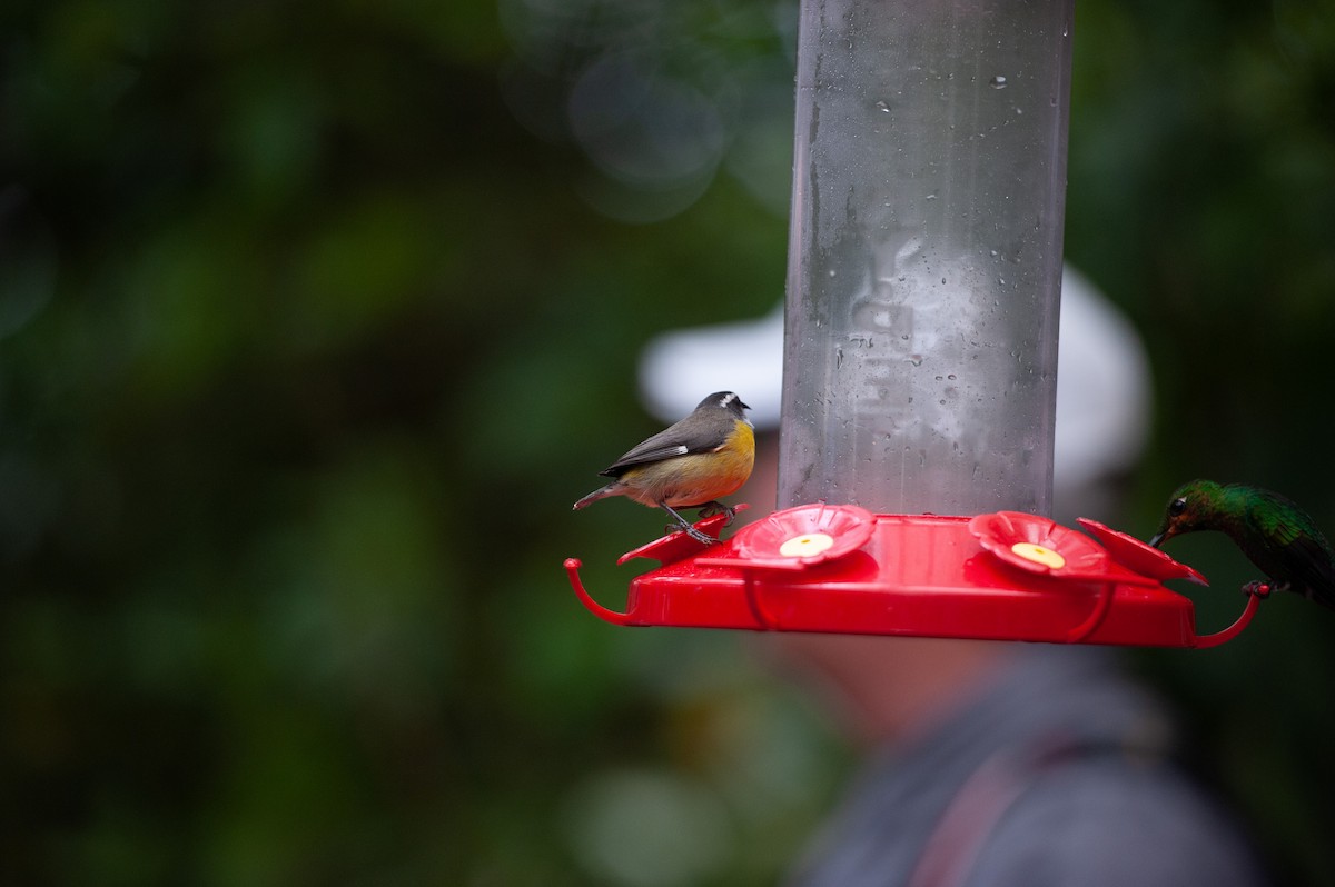 Sucrier à ventre jaune - ML647000831