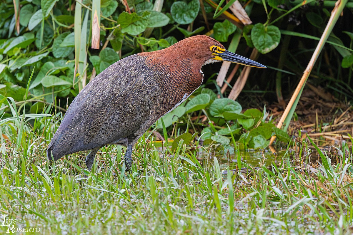 Marmorreiher - ML647000832