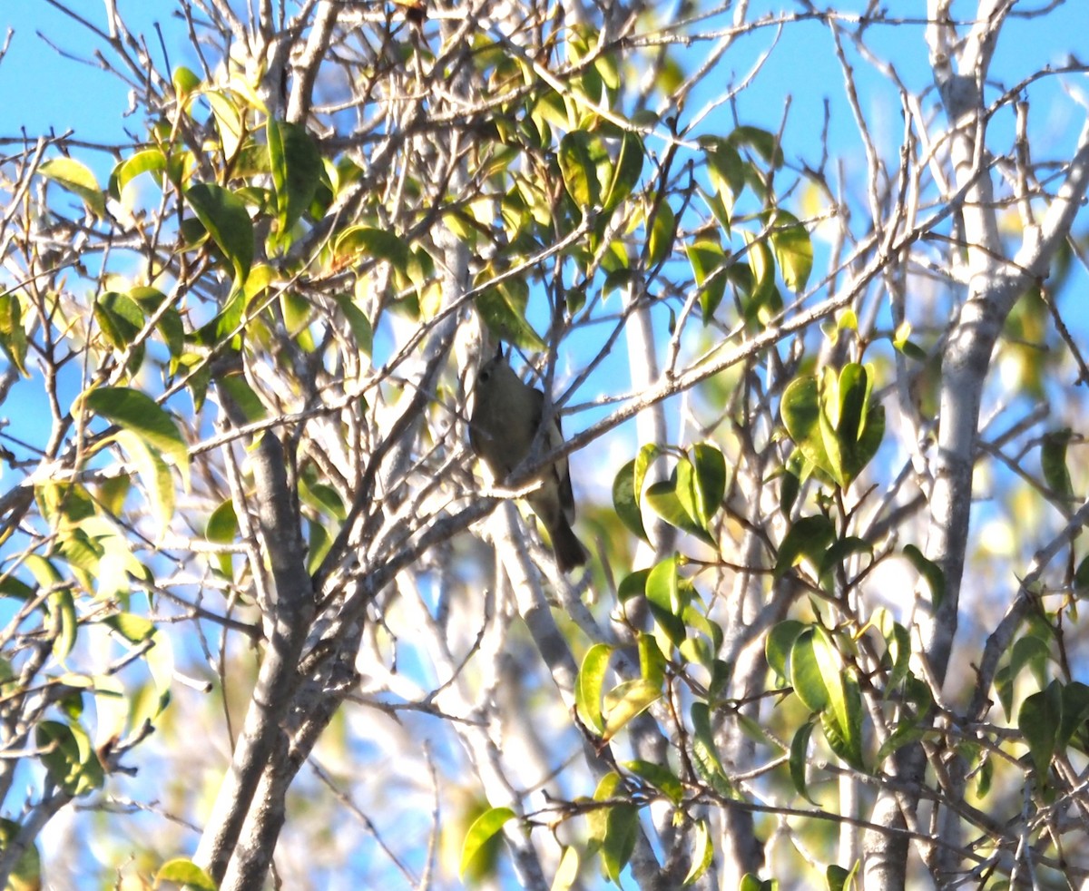 Reyezuelo Rubí - ML647000833