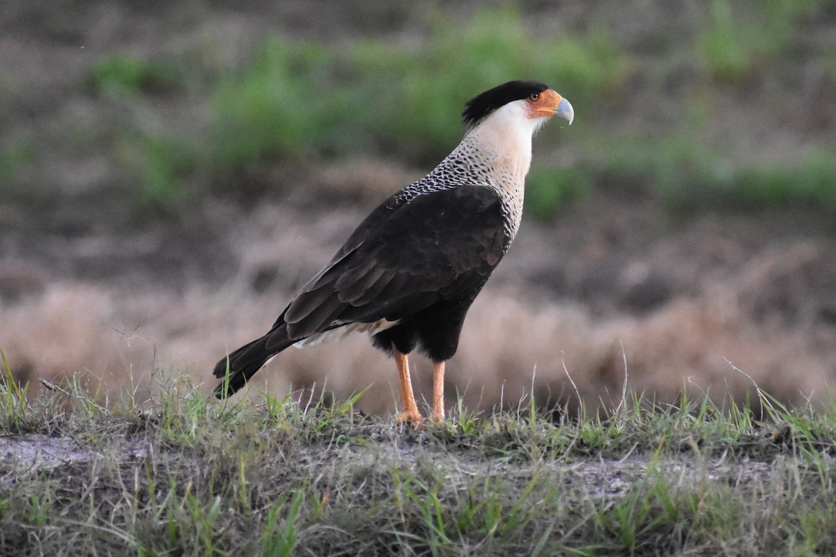 Crested Caracara - ML647000835