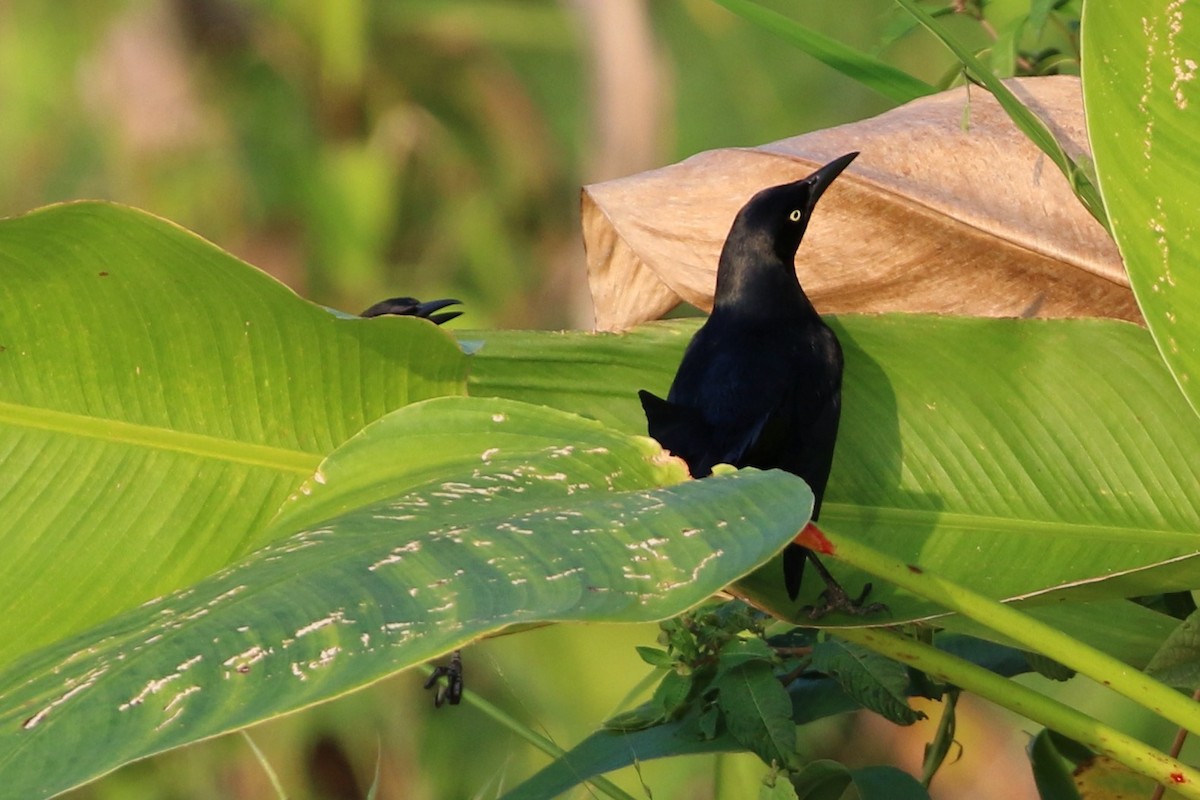 Nicaraguan Grackle - ML647000837