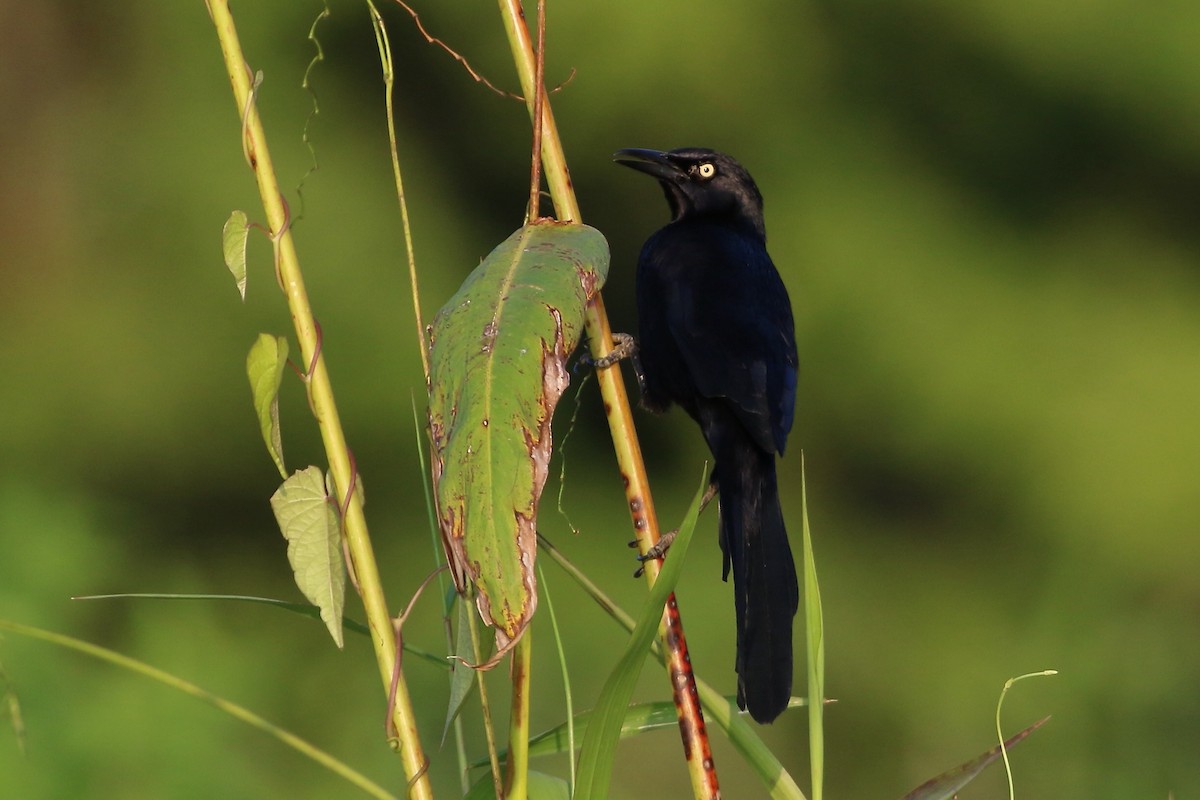 Nicaraguan Grackle - ML647000839
