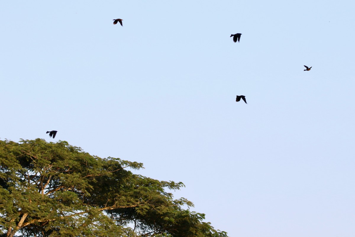Nicaraguan Grackle - ML647000842