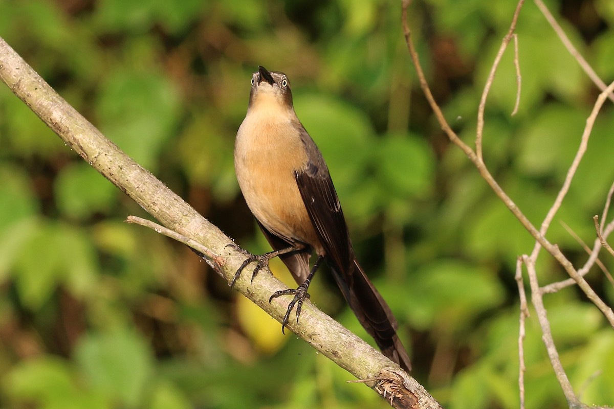 Nicaraguan Grackle - ML647000843