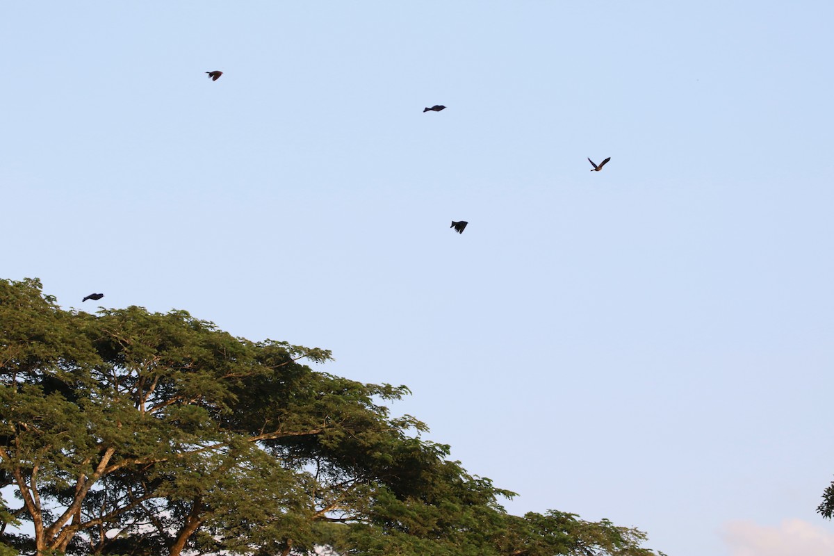 Nicaraguan Grackle - ML647000846