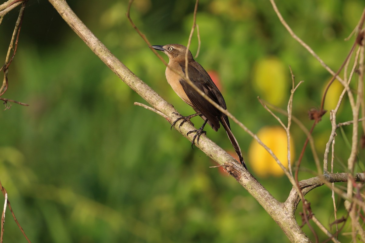 Nicaraguan Grackle - ML647000847