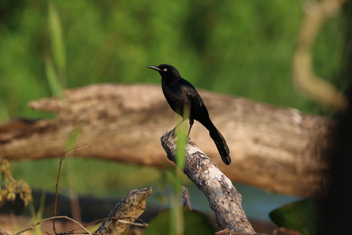 Nicaraguan Grackle - ML647000848
