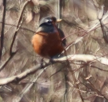 Zorzal Americano - ML647000851