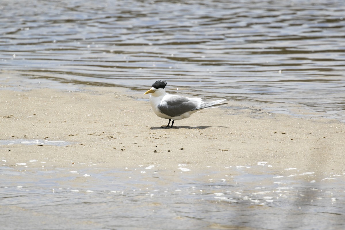 Charrán Piquigualdo - ML647000853