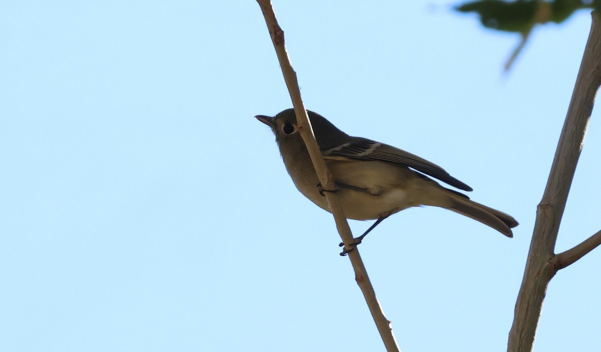 Hutton's Vireo - ML647000854