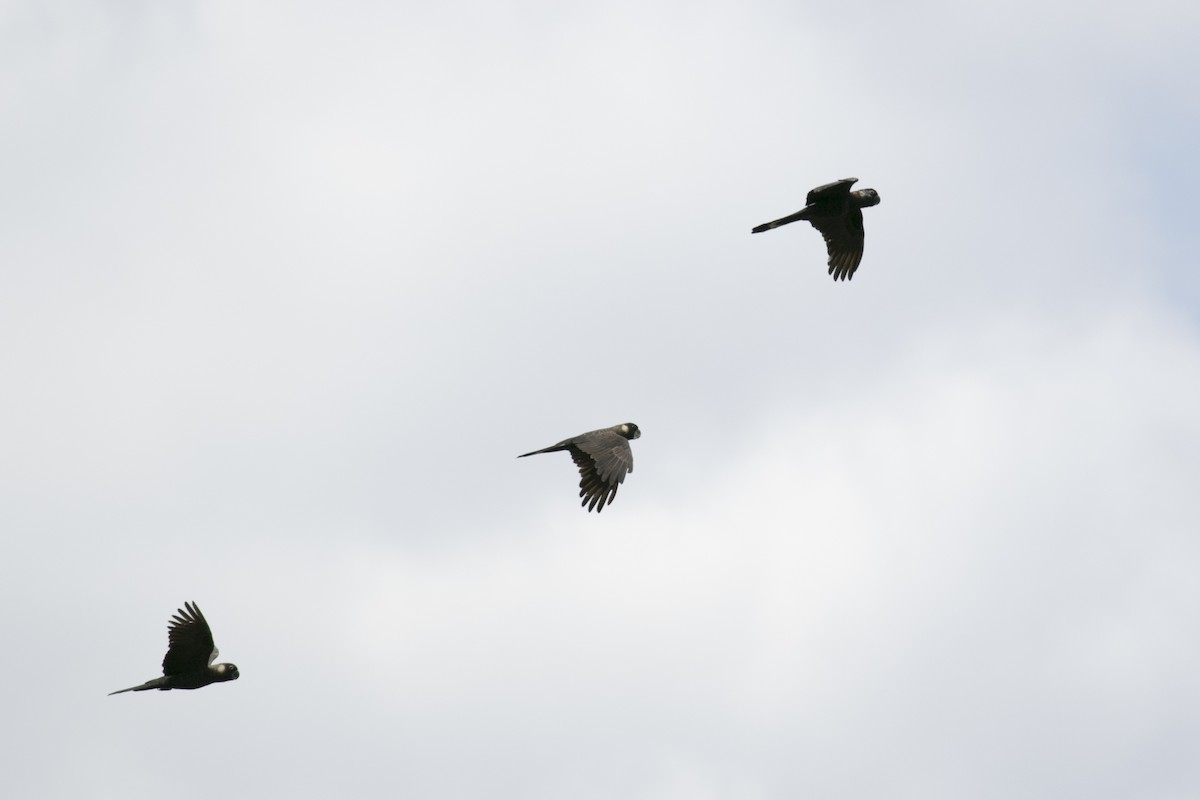 Cacatúa Fúnebre Piquicorta - ML647000862