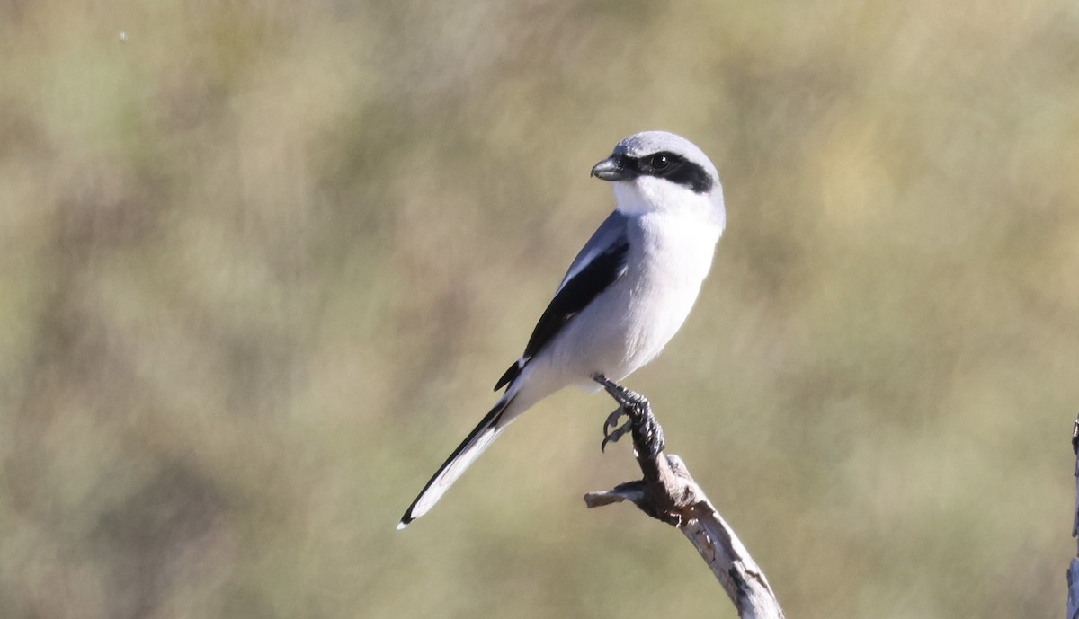 Loggerhead Shrike - ML647000864