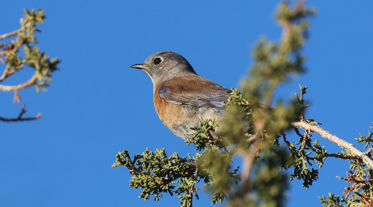 Western Bluebird - ML647000866