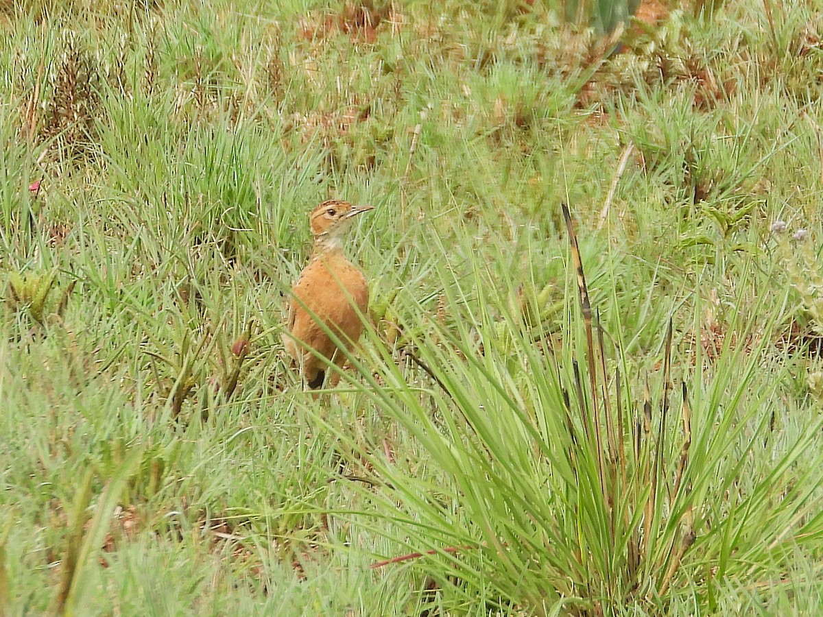 Жайворонок білощокий - ML647000867