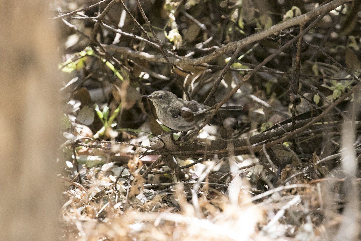 Sedosito Maculado - ML647000868