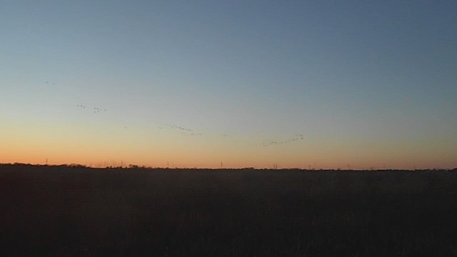 Гуска білолоба - ML647000870