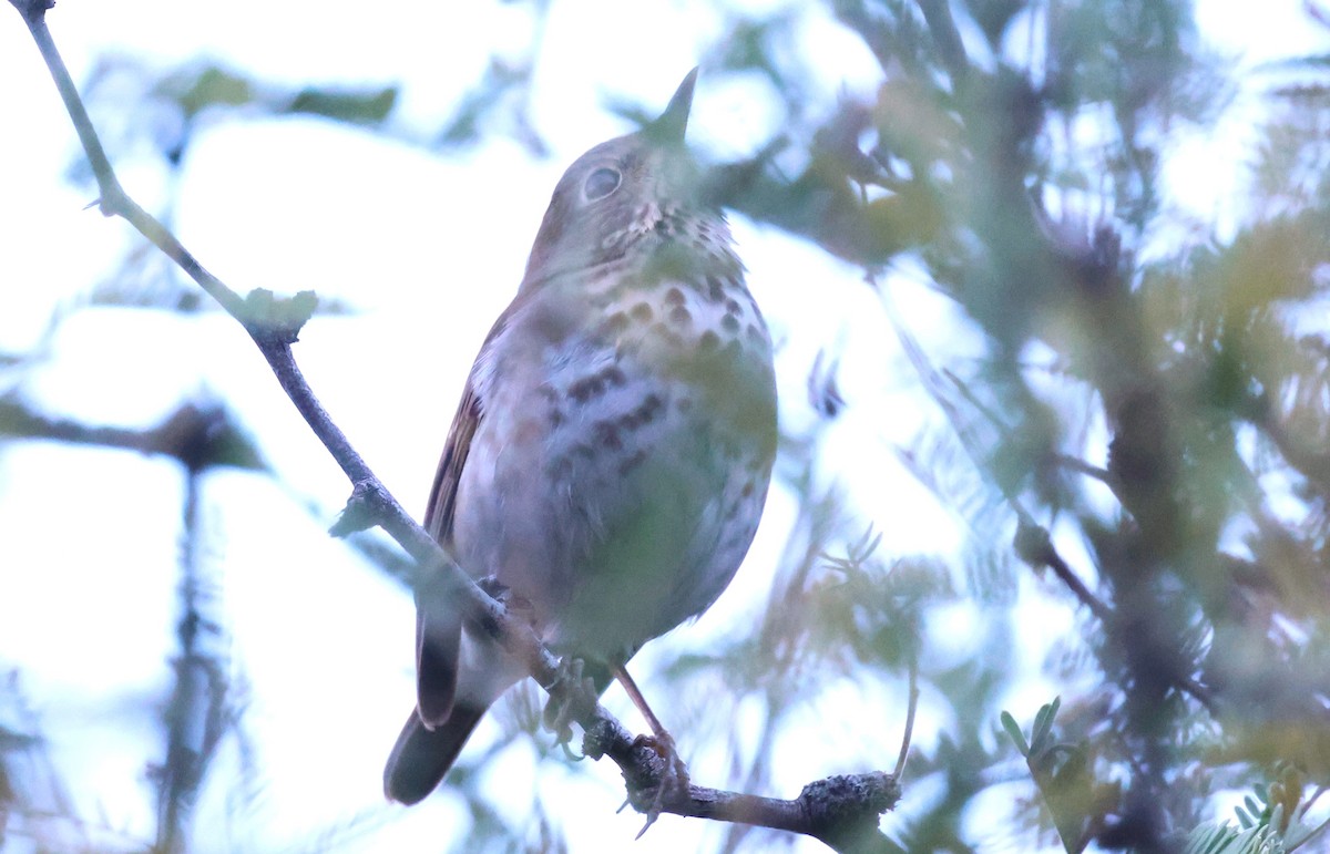 Hermit Thrush - ML647000872