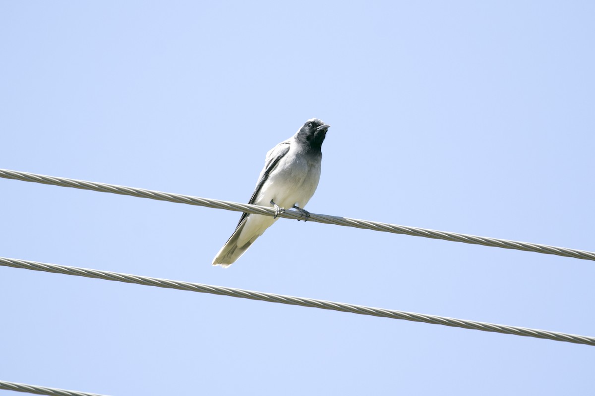 Oruguero Carinegro - ML647000874