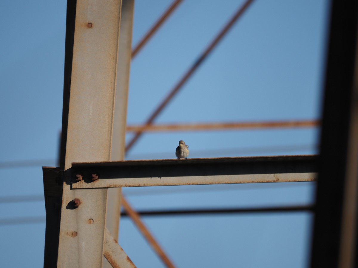 Reinita Coronada - ML647000875