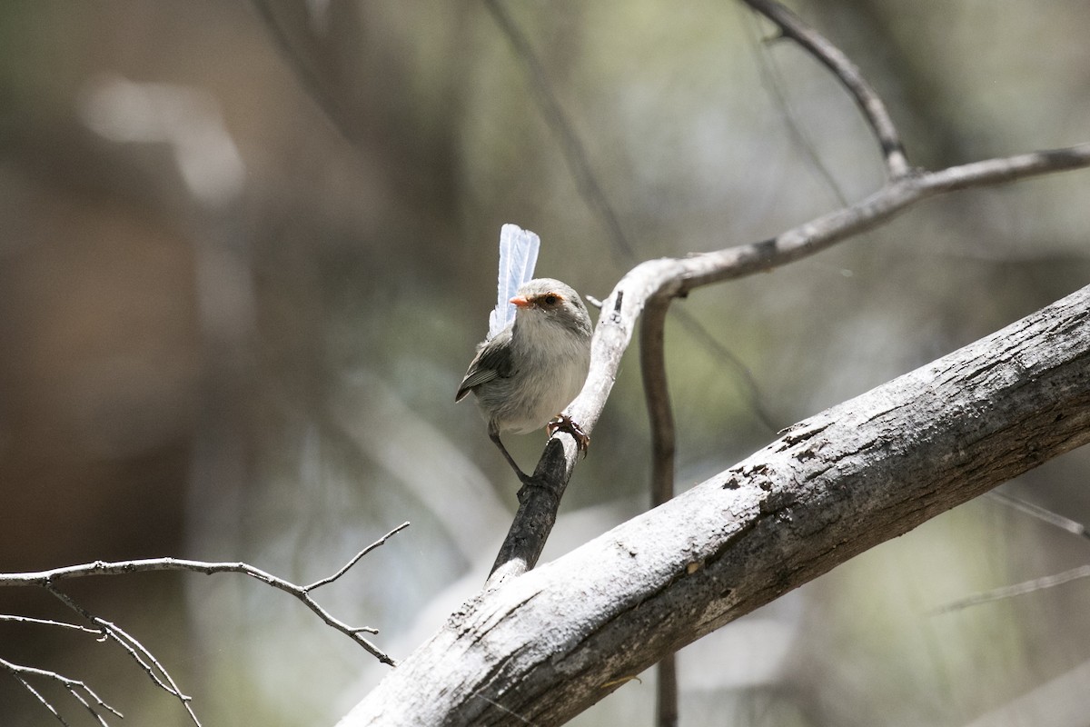 Maluro Espléndido - ML647000877