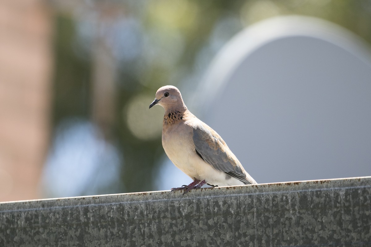 Tórtola Senegalesa - ML647000884