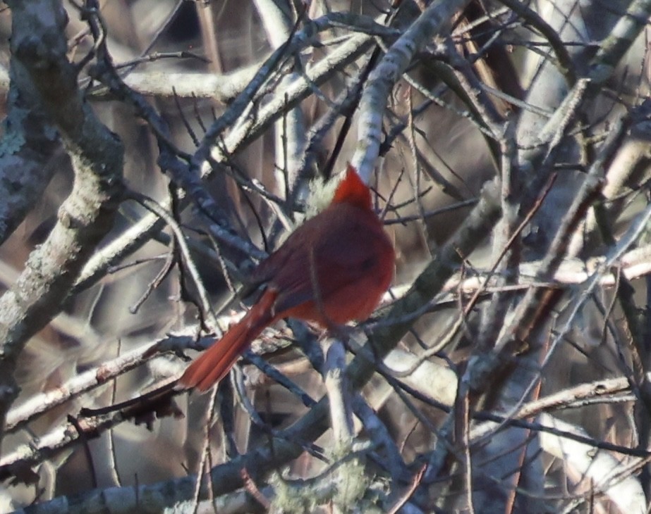 Cardenal Norteño - ML647000896