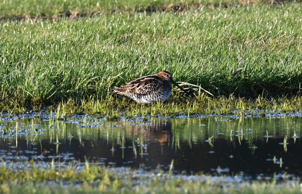 Wilson's Snipe - ML647000897